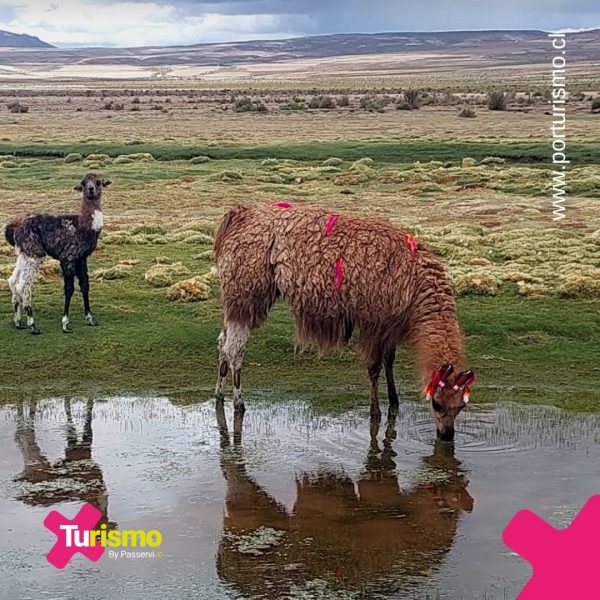 Paquete de viaje a San Pedro de Atacama Chile y Salar de Uyuni Bolivia20251010_0010